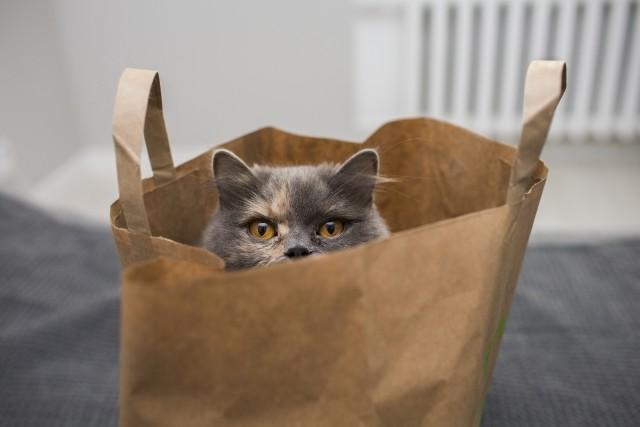 A cat peeks out of a kraft paper handle sack